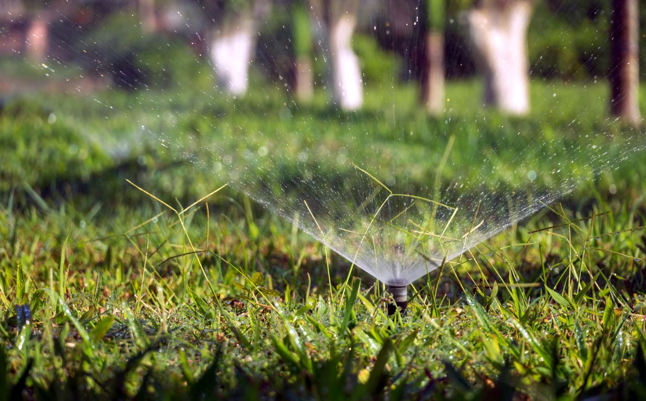 Automatic pop-up sprinkler watering a lush green lawn